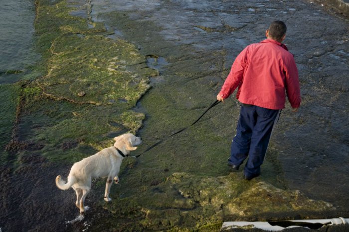 Túnel de lavado canino